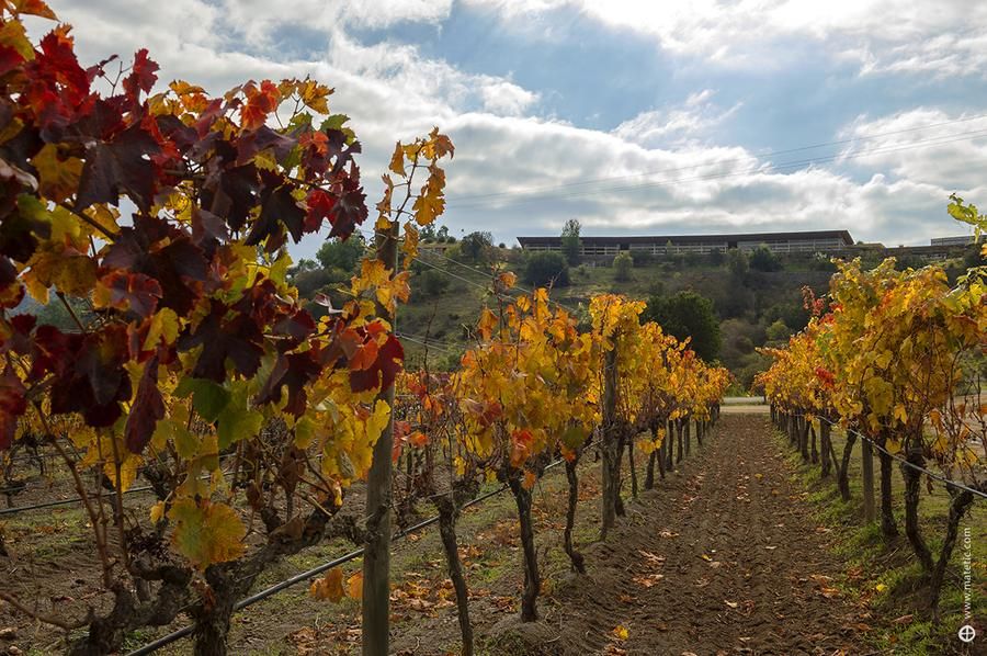 Wine Valleys