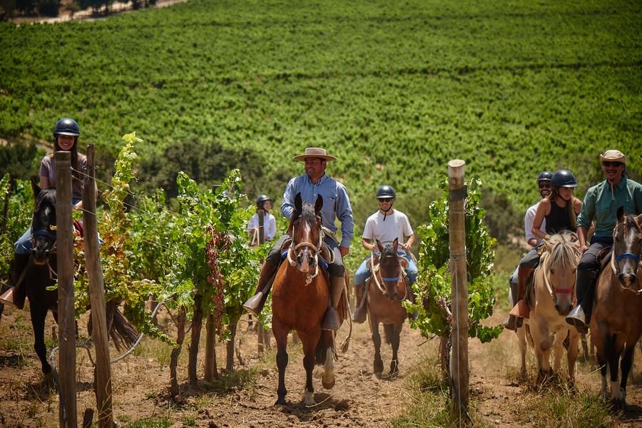 Wine Tours